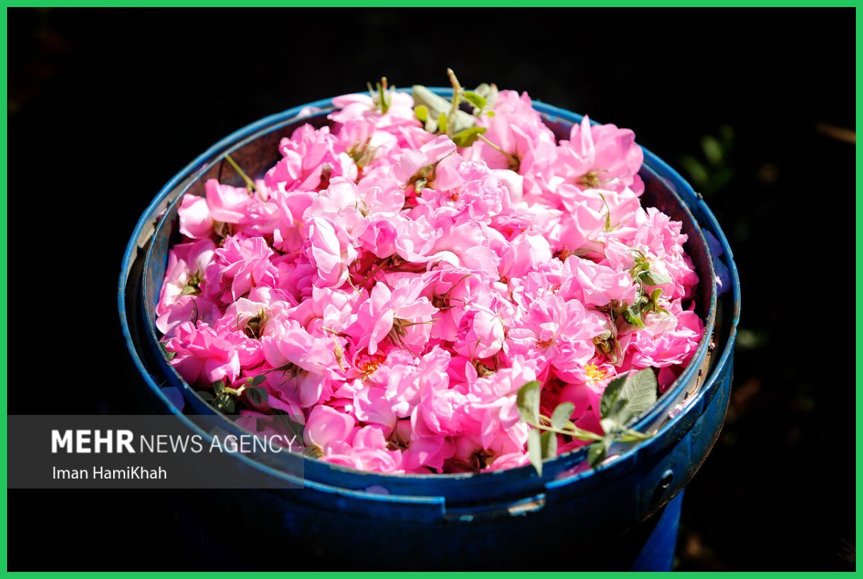 ثبت جهانی اسانس گل محمدی؛ ضرورت تقویت موضع حقوقی ایران